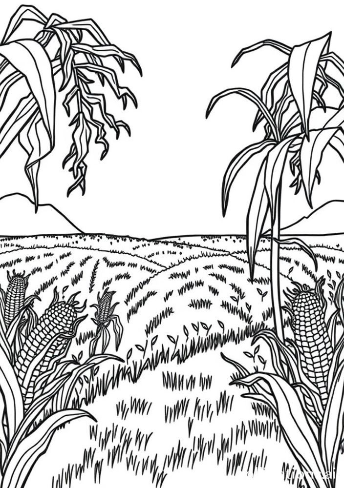 Desenho de Campos de Milho para Colorir
