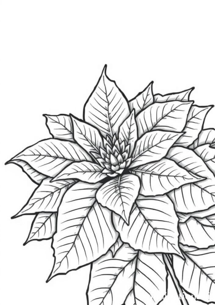 Desenho de Flor de Natal para Colorir