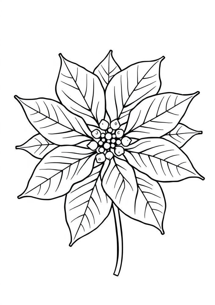 Desenho de Flor de Natal para Colorir