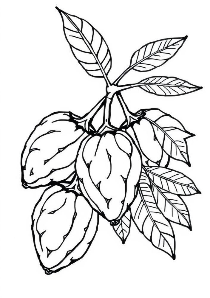 Desenho de Tamarindo para colorir